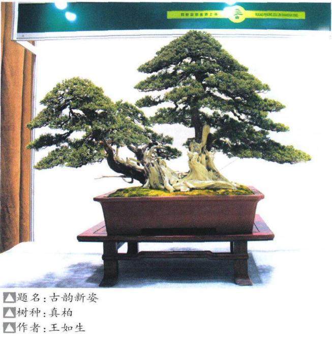 如皋市花木盆景产业联合会在上海植物园隆重开幕