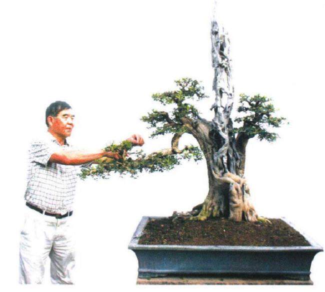 广东盆景协会名誉会长 -- 罗汉生