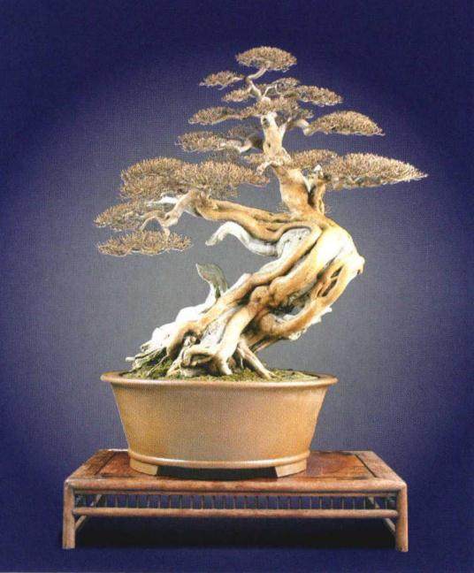 南阳盆景文化村也成为享誉全国的一个盆景文化品牌