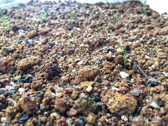 图解 开启黑松盆景种子到成景之路