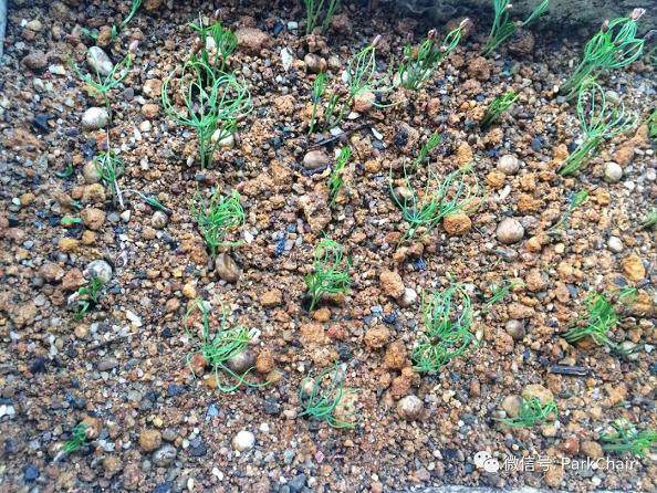 图解 开启黑松盆景种子到成景之路