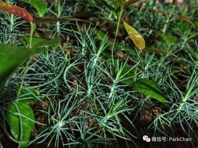 图解 开启黑松盆景种子到成景之路