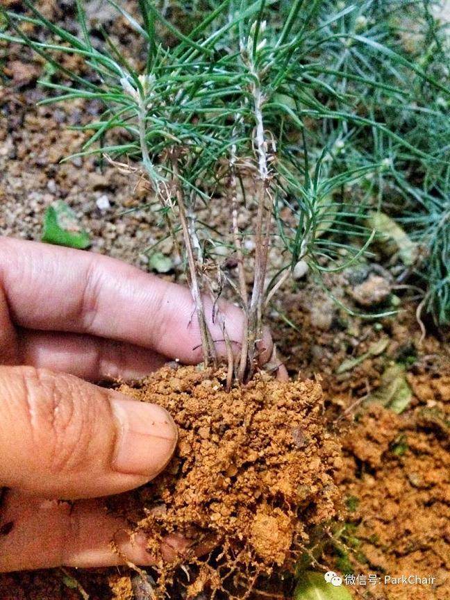 图解 开启黑松盆景种子到成景之路