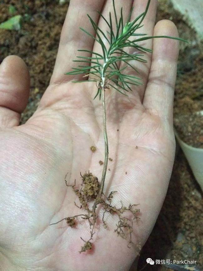 图解 开启黑松盆景种子到成景之路