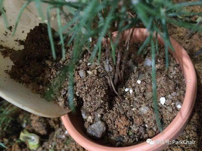 图解 开启黑松盆景种子到成景之路