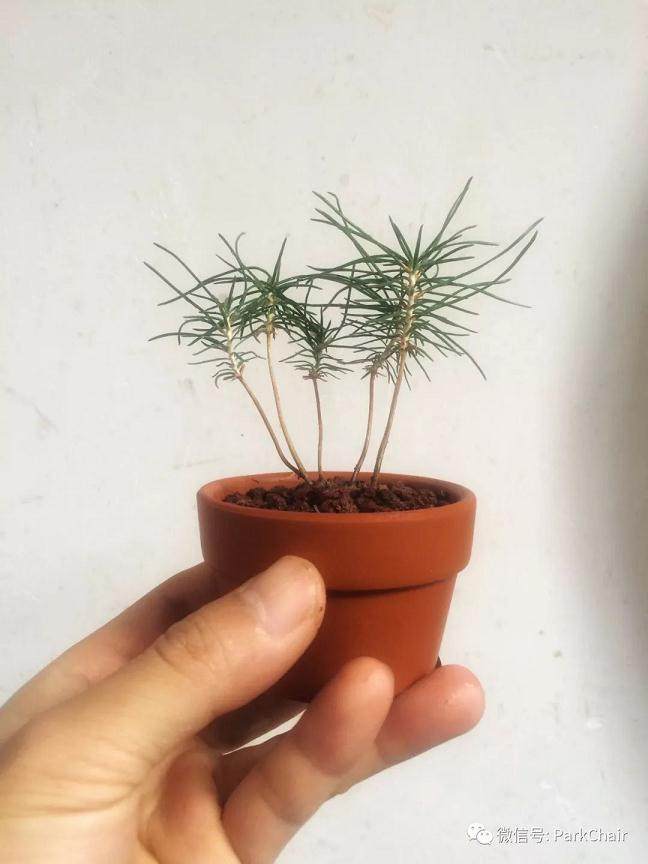 图解 开启黑松盆景种子到成景之路