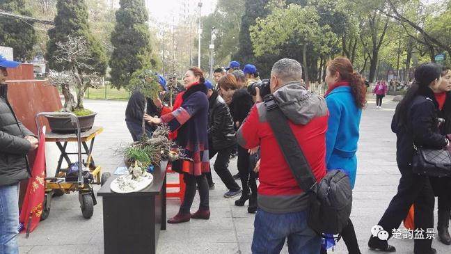 孝感市义工联合会为巿民提供盆景制作表演