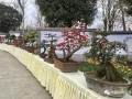 郫都花卉盆景产业发展研讨会在成都举办