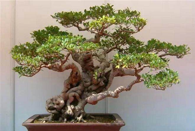 2006年 首届中国盆景大奖赛参赛盆景总数为160盆