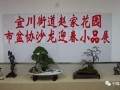 上海盆协沙龙迎春盆景展作品欣赏