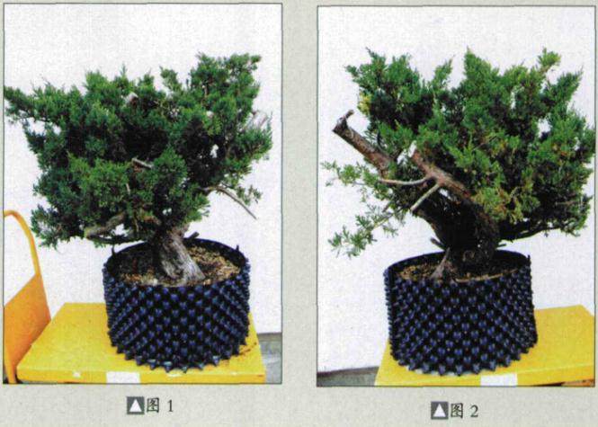图解 如何人工培育真柏盆景的20个步骤