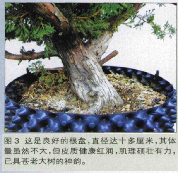 图解 如何人工培育真柏盆景的20个步骤