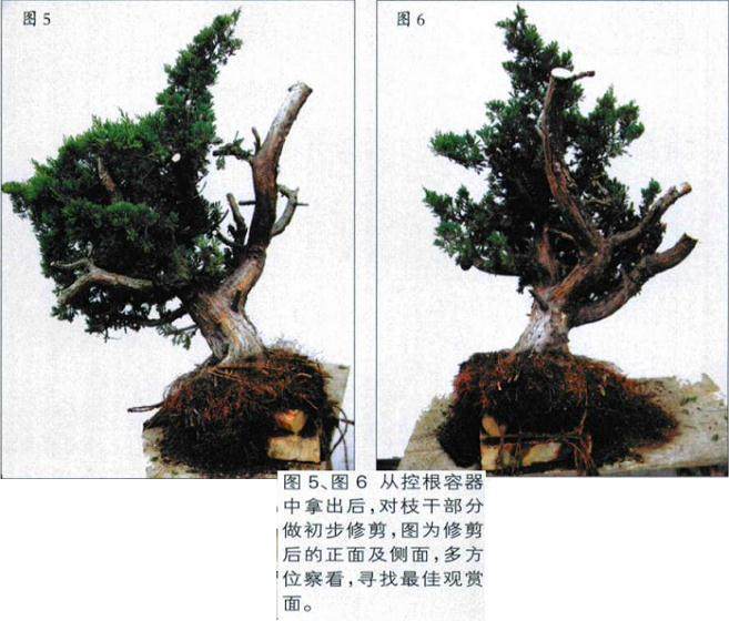 图解 如何人工培育真柏盆景的20个步骤