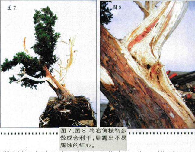 图解 如何人工培育真柏盆景的20个步骤
