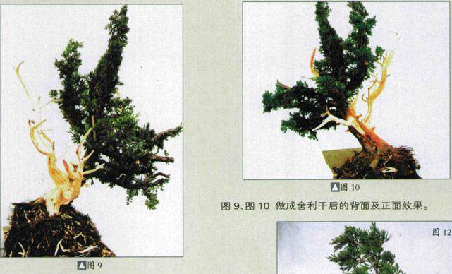 图解 如何人工培育真柏盆景的20个步骤