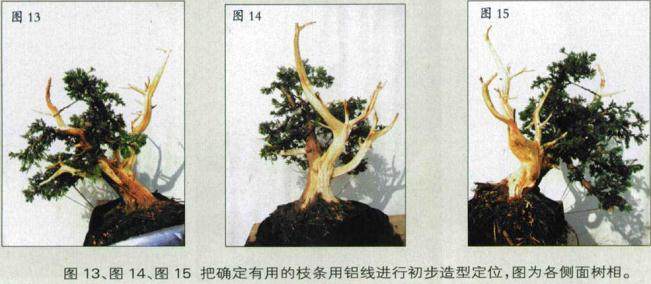 图解 如何人工培育真柏盆景的20个步骤