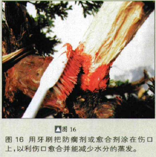 图解 如何人工培育真柏盆景的20个步骤