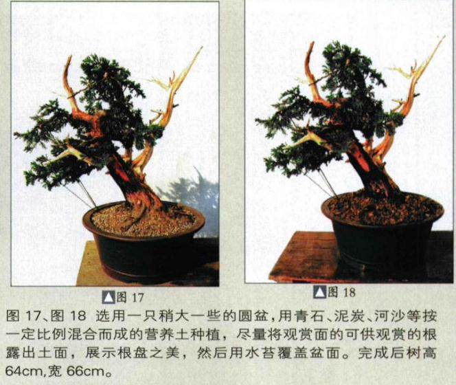 图解 如何人工培育真柏盆景的20个步骤