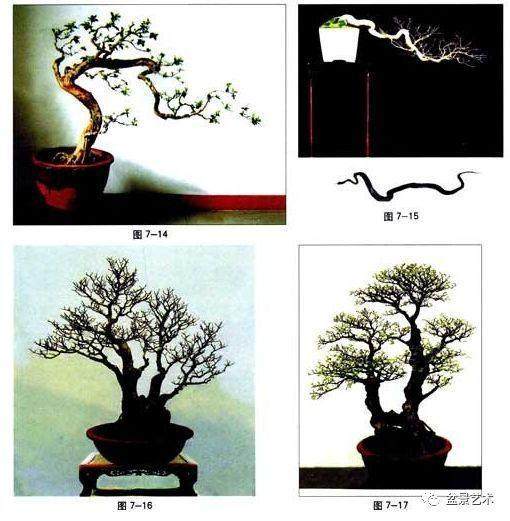 图解 树木盆景造型怎样形成节奏