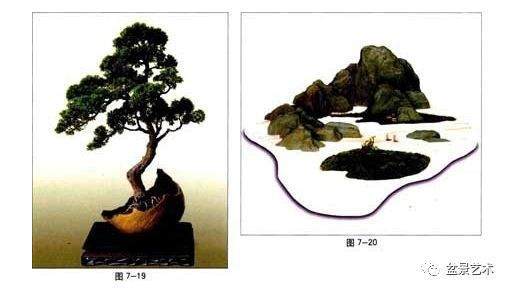 图解 树木盆景造型怎样形成节奏