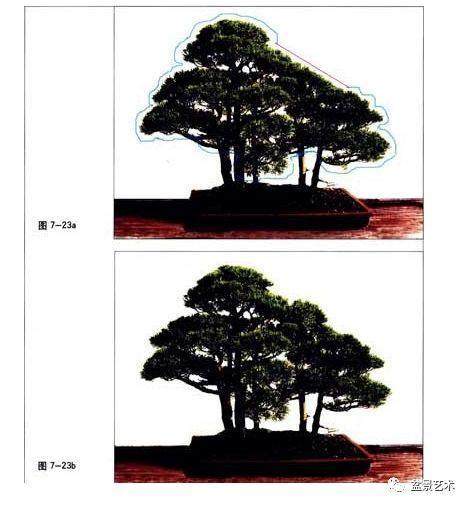图解 树木盆景造型怎样形成节奏
