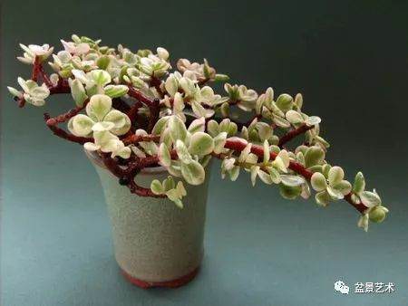 怎样保持盆栽盆土的肥沃