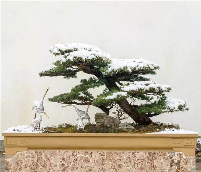 上海海派盆景精品展