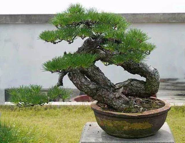 陕西汉中盆景大讲堂培训通知