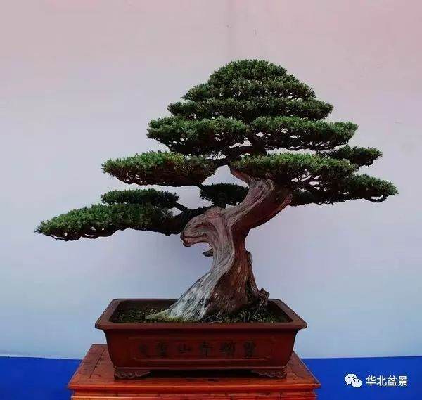 漫步在第八届中国盆景展览会上