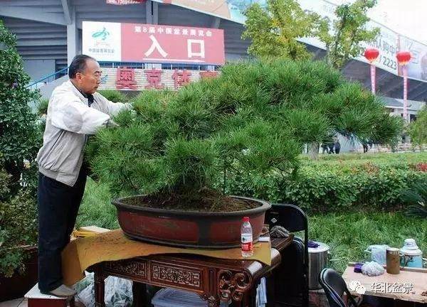 第八届中国盆景展览会秉承“共赏中国盆景,相约美好安康”
