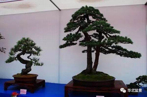 第八届中国盆景展览会暨安康市第三届住博会