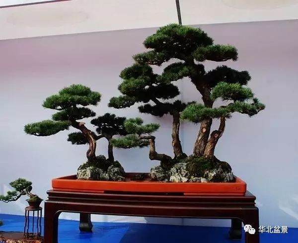 第八届中国盆景展览会将于10月20日至27日在安康举办