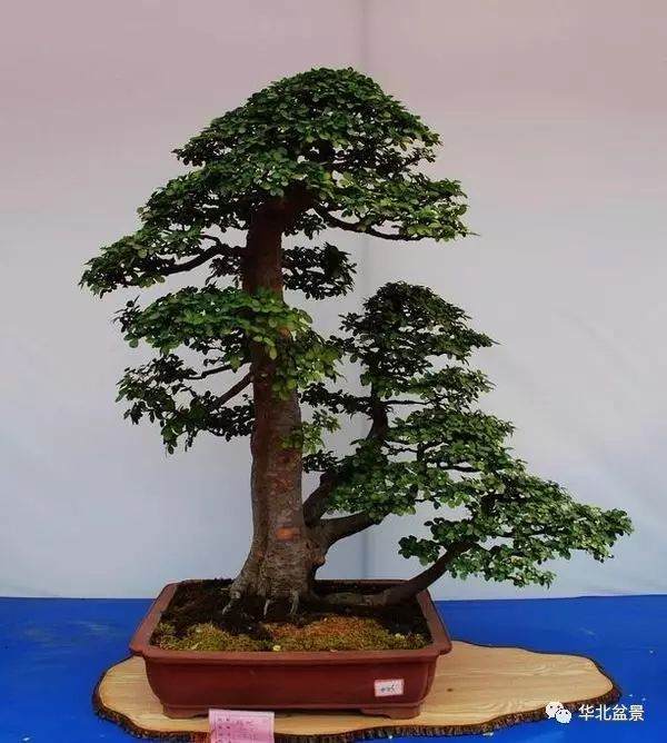 第八届中国盆景展览会将于10月20日在安康举行