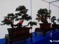 2012第八届中国盆景展览会日前在陕西省安康市结束
