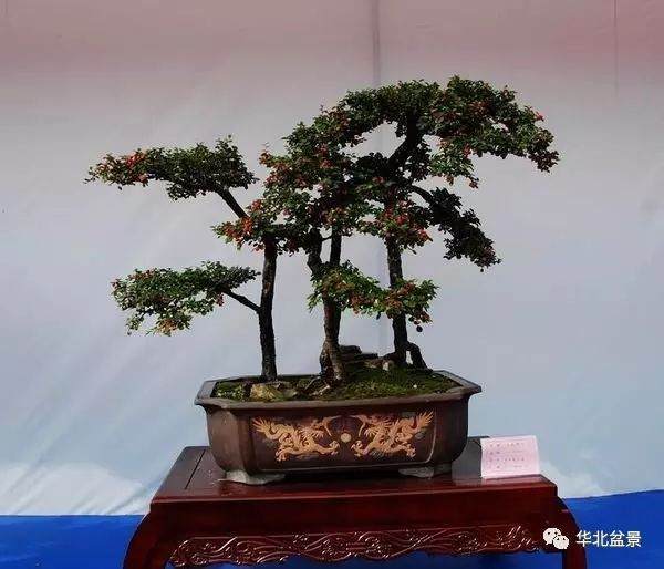 第八届中国盆景展颁奖仪式举行