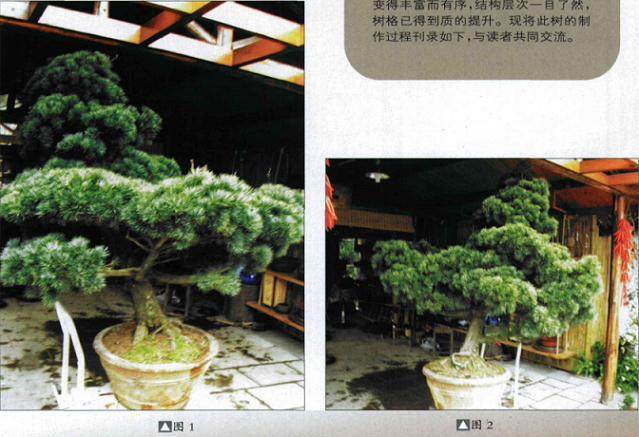 五针松盆景的初次造型