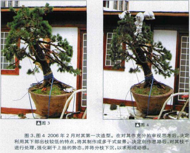 五针松盆景的初次造型