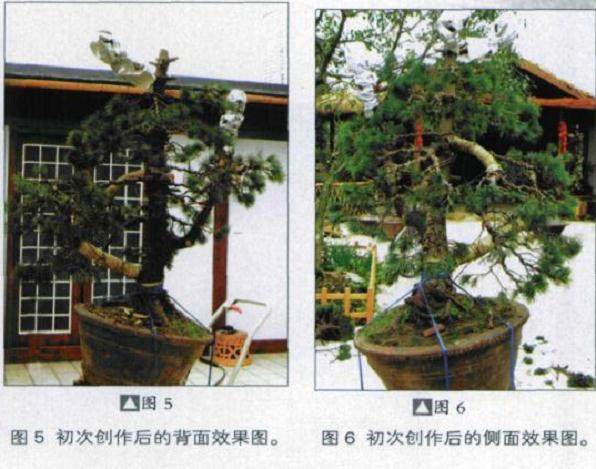 五针松盆景的初次造型