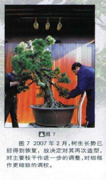 五针松盆景的初次造型