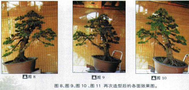 图解 五针松盆景怎么初次造型的方法