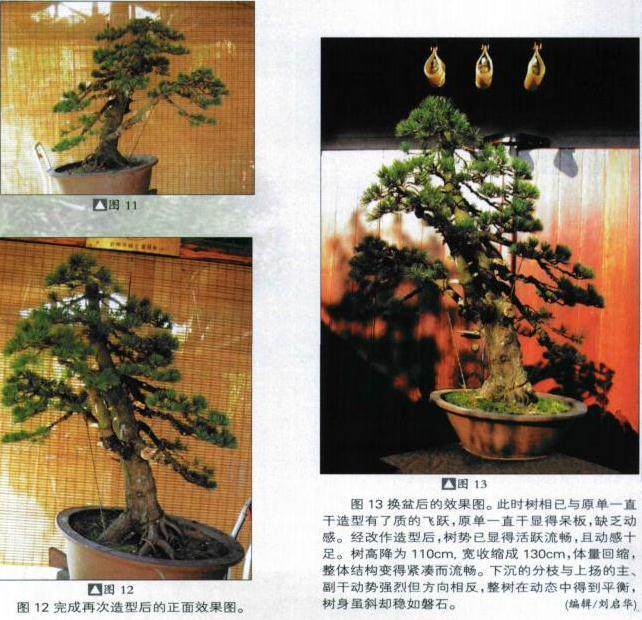 图解 五针松盆景怎么初次造型的方法