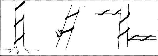 树木盆景的造型的方法 吊扎法和修剪法