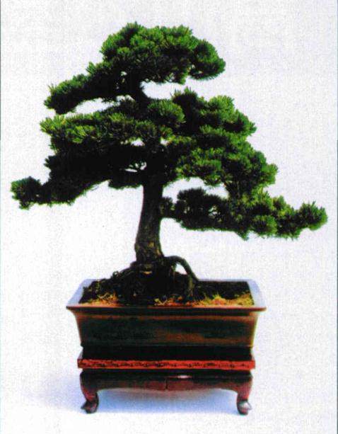 松树商品盆景的再制作过程