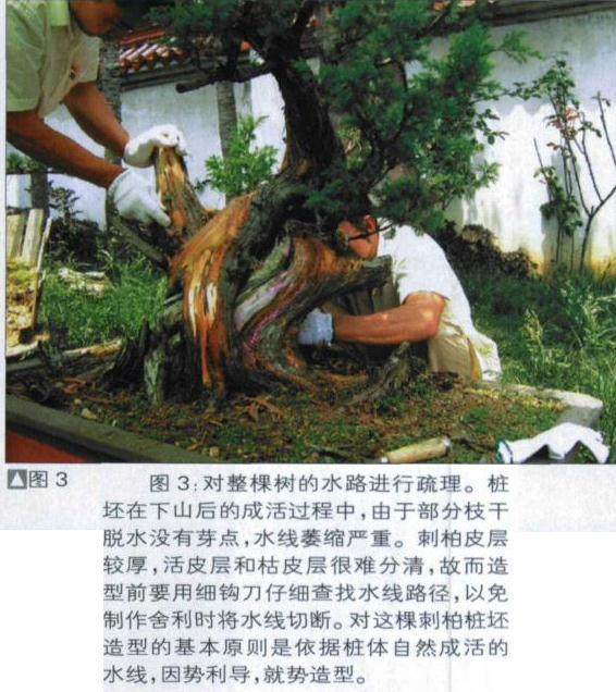 图解 探讨刺柏盆景怎么制作的15个过程