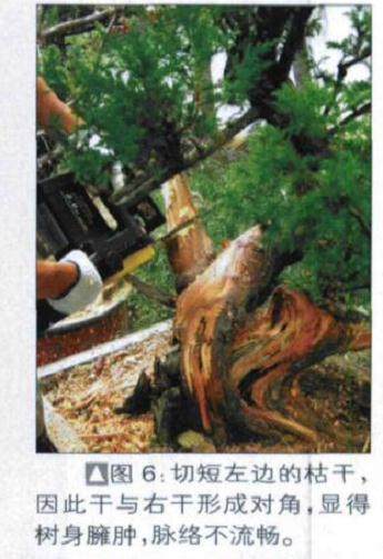 图解 探讨刺柏盆景怎么制作的15个过程