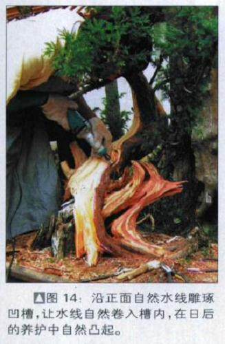 图解 探讨刺柏盆景怎么制作的15个过程