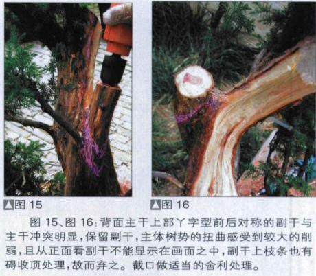 图解 探讨刺柏盆景怎么制作的15个过程