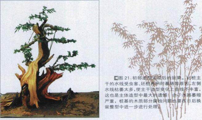 图解 探讨刺柏盆景怎么制作的15个过程
