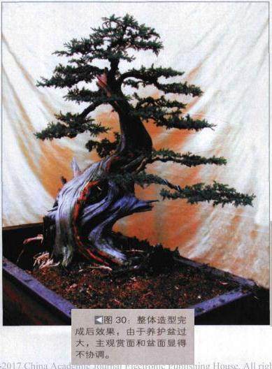 图解 探讨刺柏盆景怎么制作的15个过程