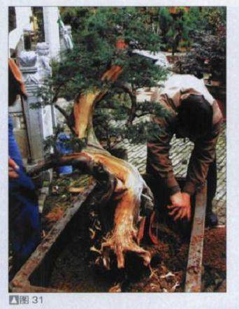 图解 探讨刺柏盆景怎么制作的15个过程